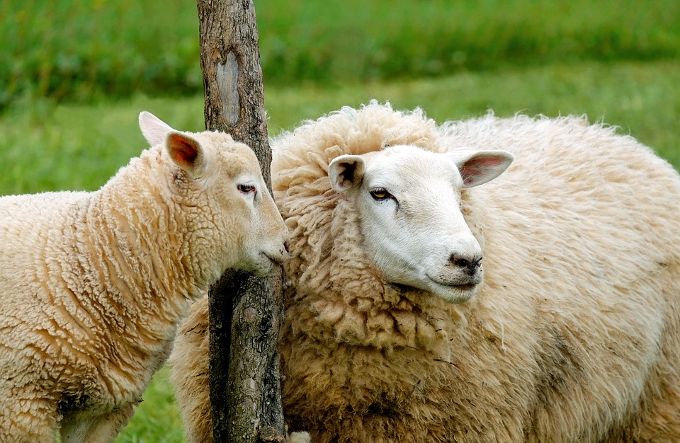 Sheep Lamb Affection Free photo on Pixabay Pixabay