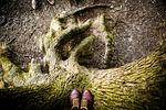 tree, green, environment