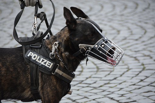 Politie, Politiehond, Hond, Snuit