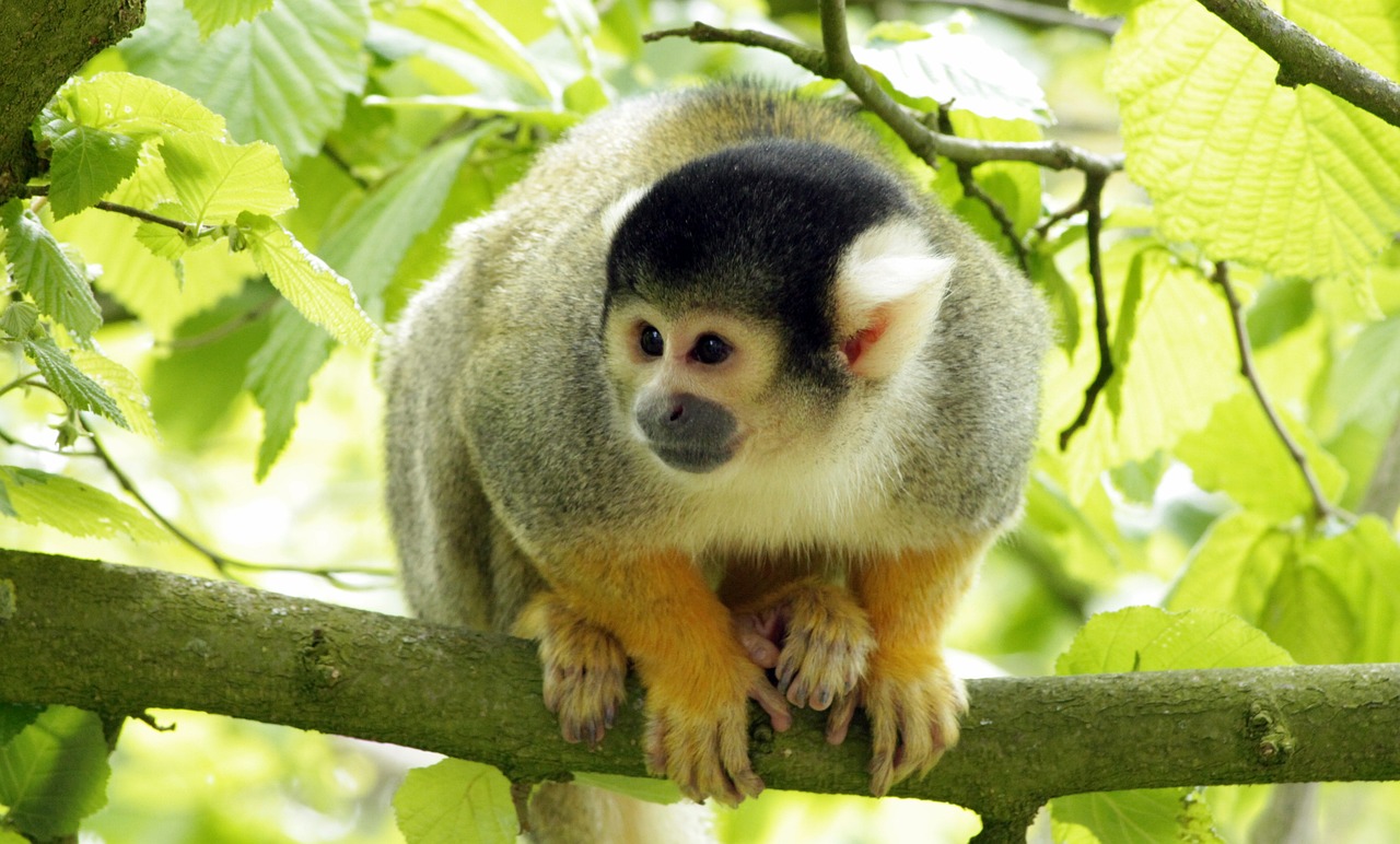Monkey - free online jigsaw puzzle photo