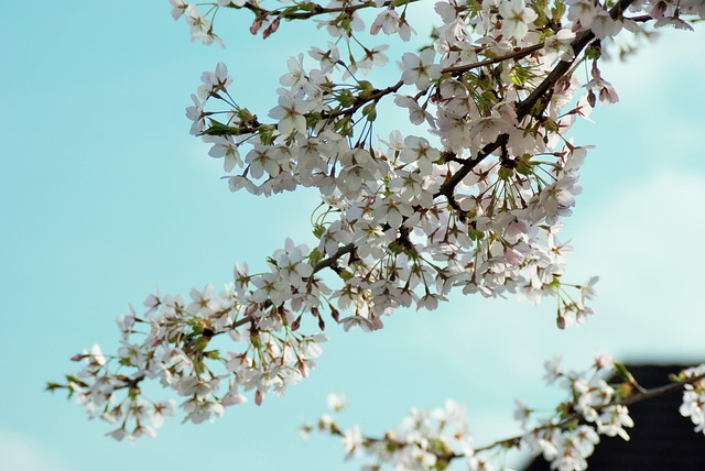Himmel, Afdeling, Grene, Træ, Natur