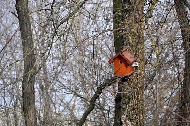 Free Bird House Tree Branches photo and picture