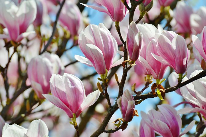 2,000+ Free Magnolia & Spring Images