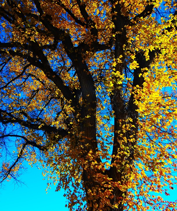 秋天的树 树叶 自然 - Pixabay上的免费照片 - Pixabay