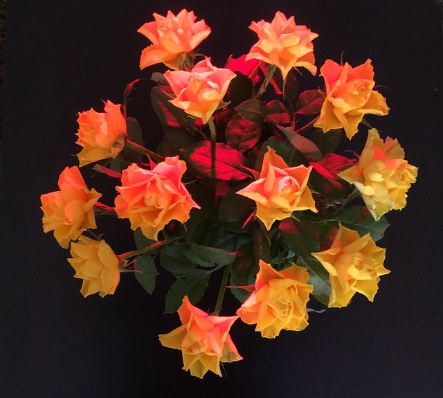Flor, Rosas, Rosa Flores