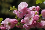 flowers, pink, tonsil