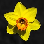 flower, narcissus, blossom