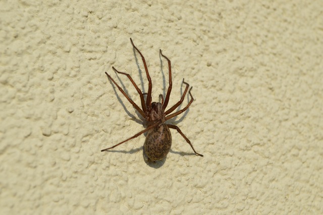 Spin, Insect, Arachnid