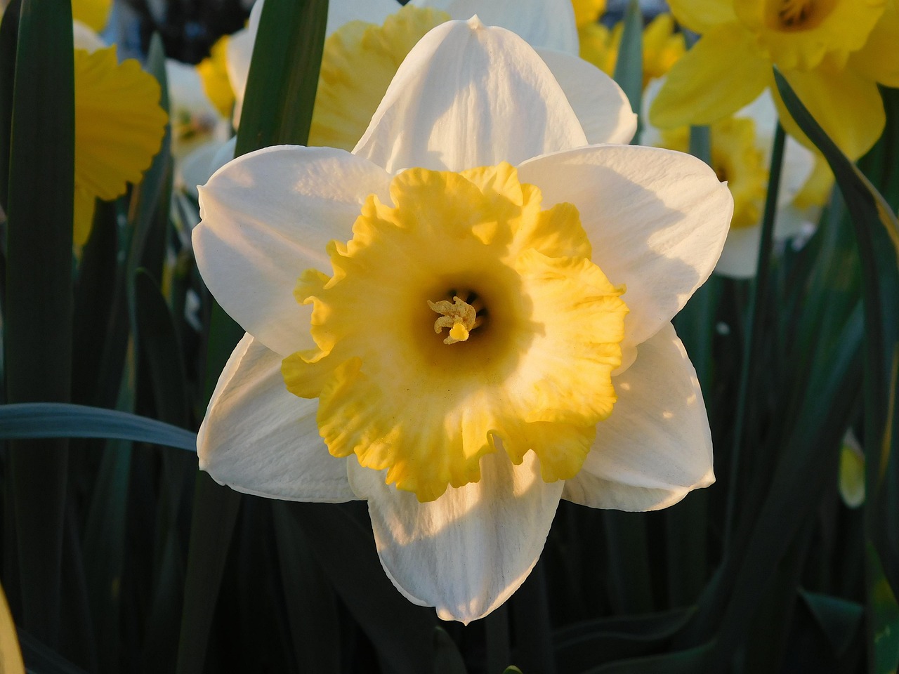 Daffodil - free online jigsaw puzzle photo
