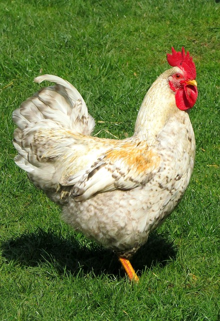 Hahn, Vogel, Geflügel, Federn, Bauernhof
