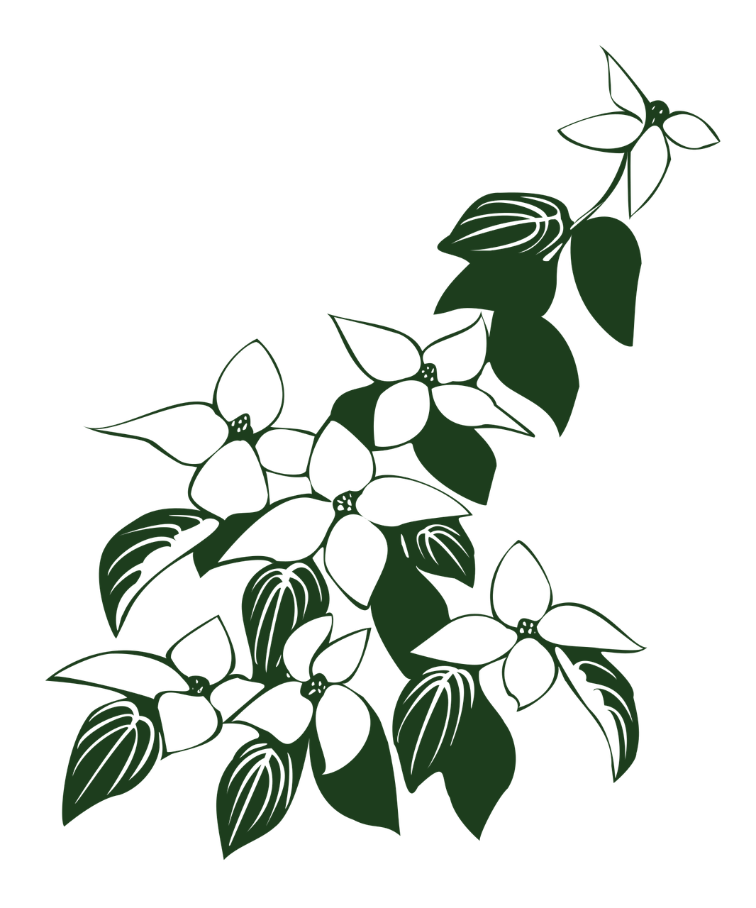Cornus Kousa Dogwood Flowers Free Image On Pixabay
