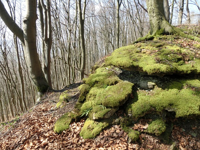 Skov, Bjerge, Mos, Schaumburg