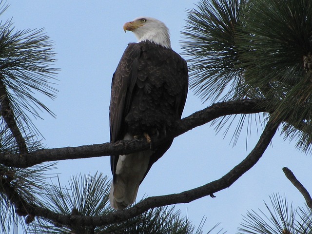 Águia Careca, Tahoe, Águia