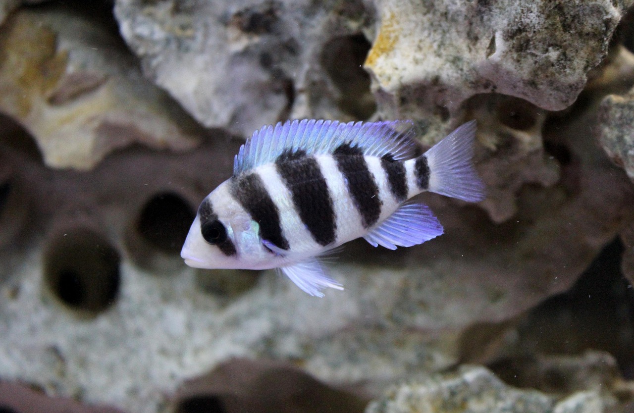 Frontosa Cichlid - Free photo on Pixabay