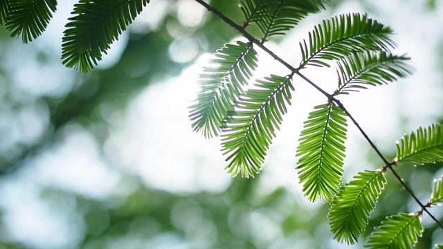 Free Backlight Green photo and picture