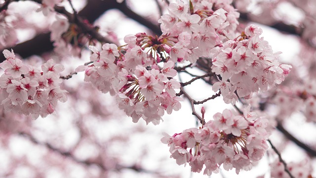 Free Cherry Blossoms Beautiful photo and picture