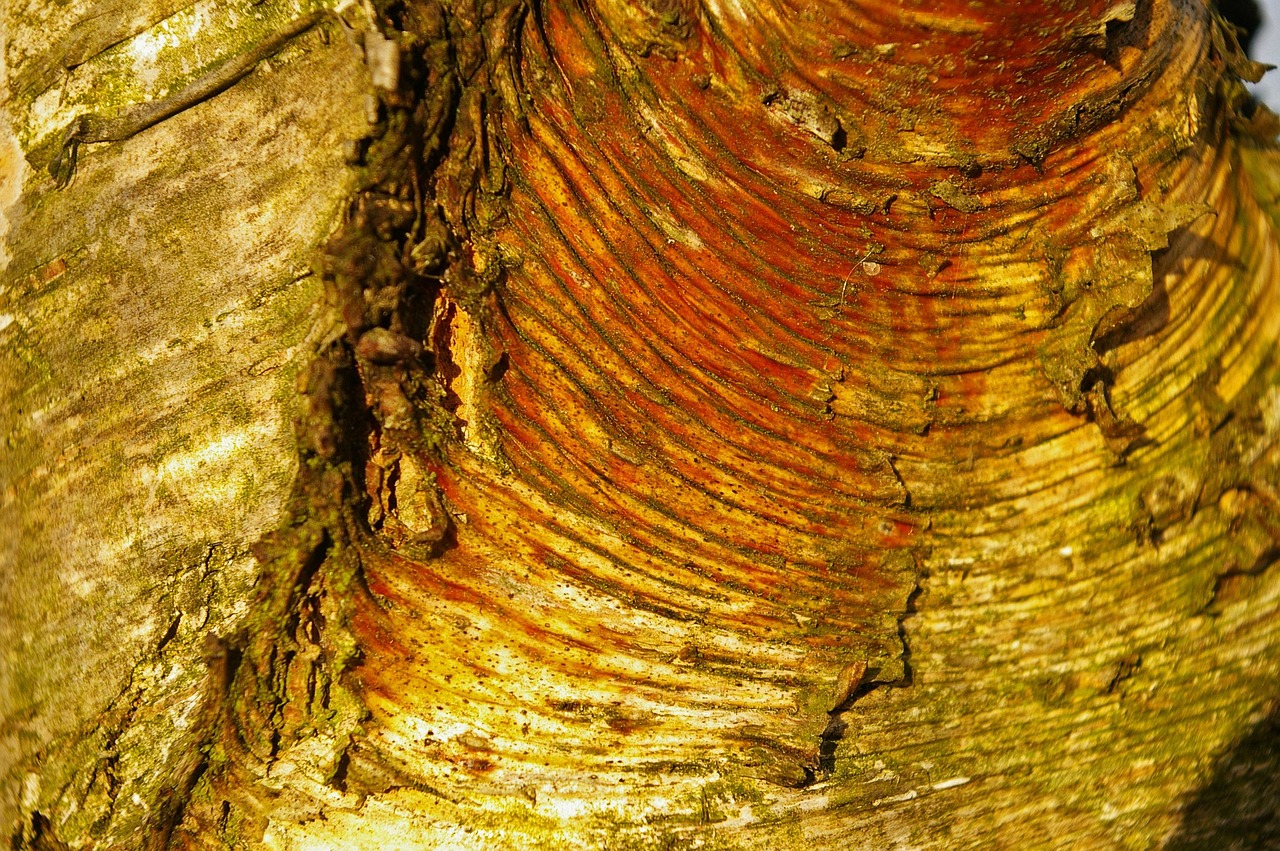 Bark Tree Birch - Free photo on Pixabay - Pixabay