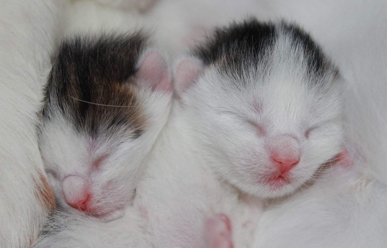 Cat photo