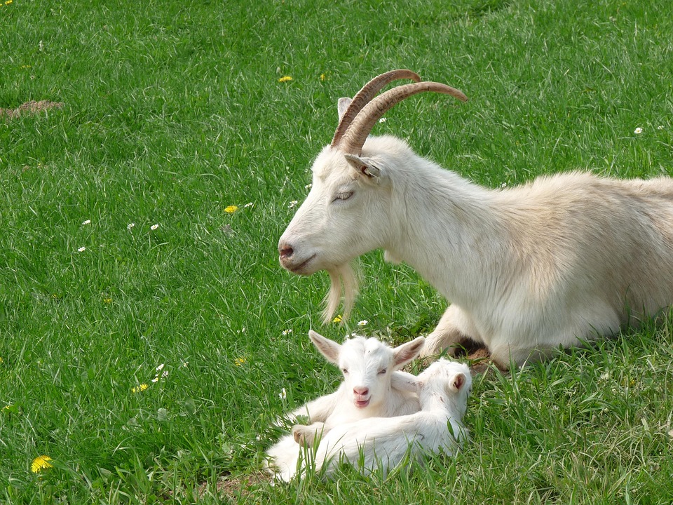 Goats Kid Domestic · Free photo on Pixabay