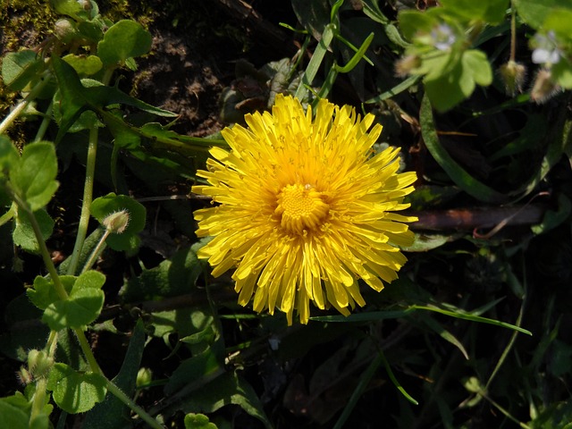 Free Dandelion Blossom photo and picture