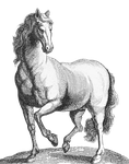 transparent background, animal, etching