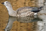blue wing goose, duck bird, half goose