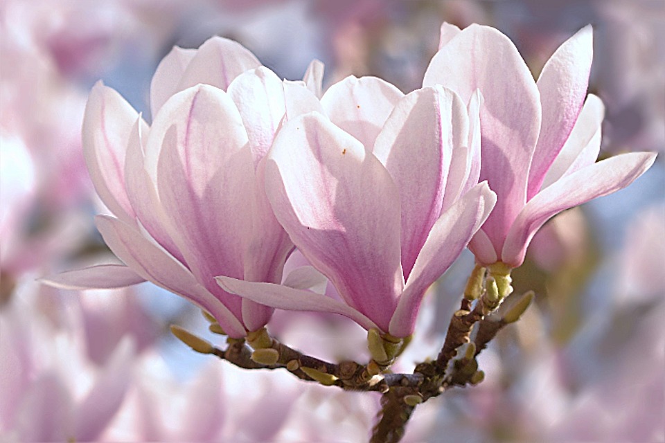 magnolia images pixabay download free pictures