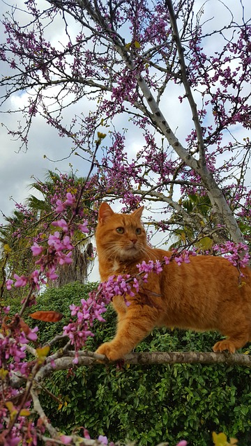 Natur, Katzen, Baum Der Liebe