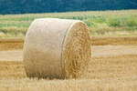 hay bales, hay, agriculture