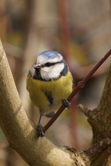 Free Blue Tit Spring photo and picture