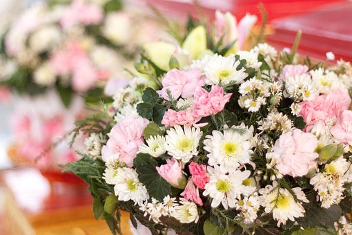 Gerbera, Blomst, Forår, Hvid, Lyserød