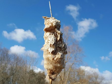 Free Cattail Wetland photo and picture