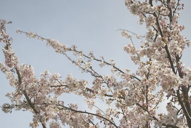 Cherry Blossom, Japan, Japans, Natuur