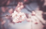 pink, flower, tree