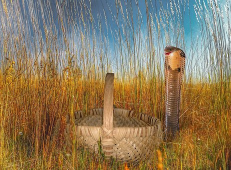 Free Cobra Grass photo and picture