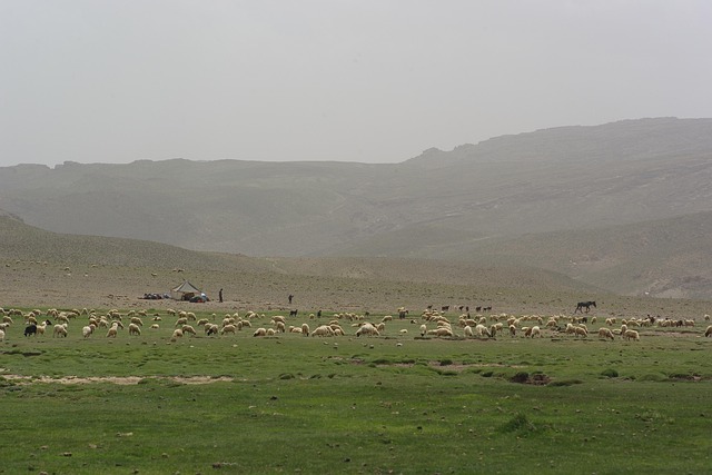 Marokko, Berg, Schaap, Woestijn, Natuur