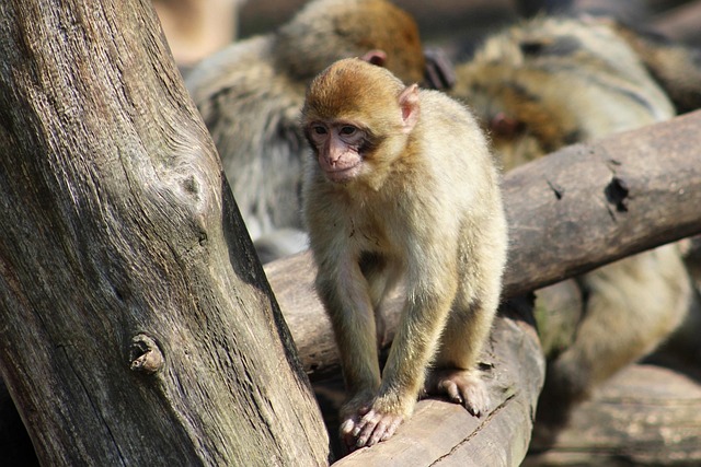 Abe, Makak, Zoo Chomutov, Samarbejde