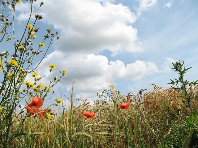 Sommer, Blomst, Valmuer, Plante