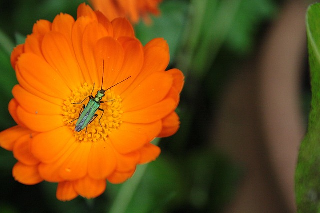 Free Flower Orange photo and picture