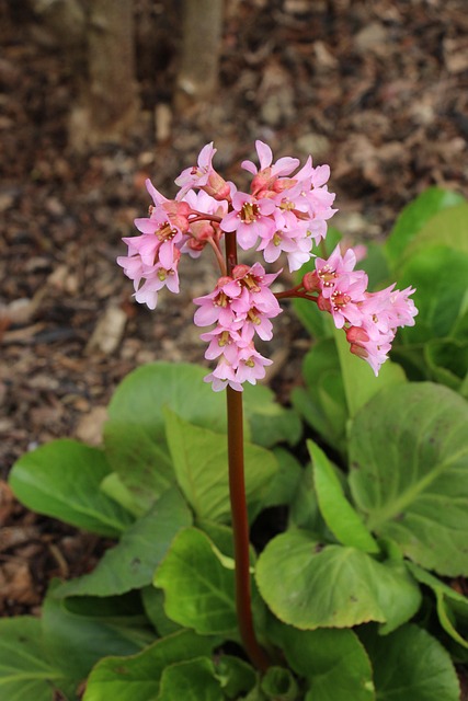Blomst, Lyserød, Forår, Natur, Plante