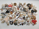 mussels, marine gastropods, meeresbewohner