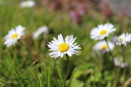 Free Flower White Flower photo and picture