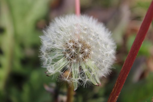 Free Dandelion Nature photo and picture