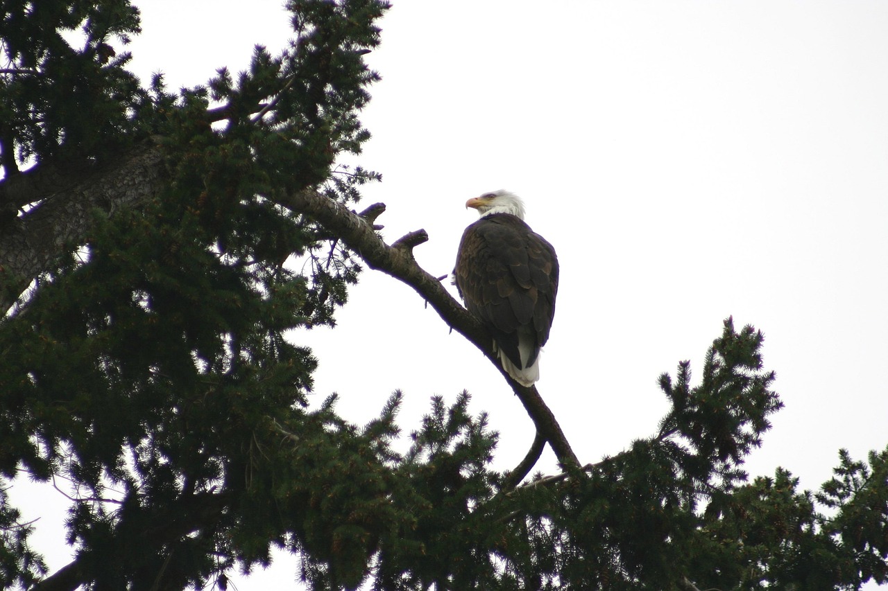 Eagle Example Eagle Wildlife Bird - Free photo on Pixabay