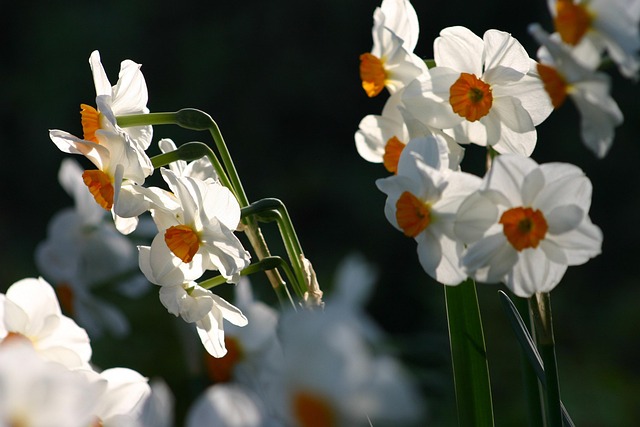 Free Flowers Narcissus photo and picture