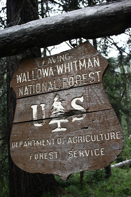 Free National Forest photo and picture