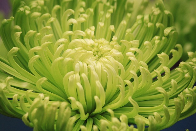 Free Flower Green photo and picture