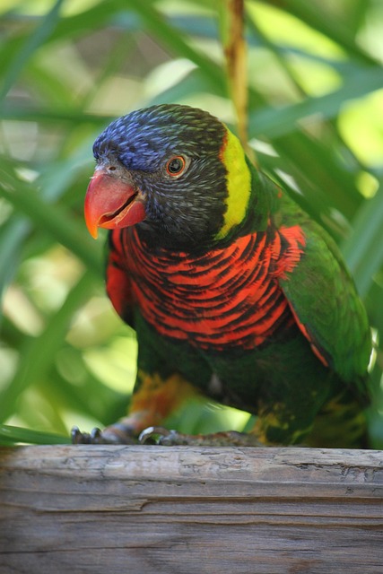 Free Lorikeet Bird photo and picture