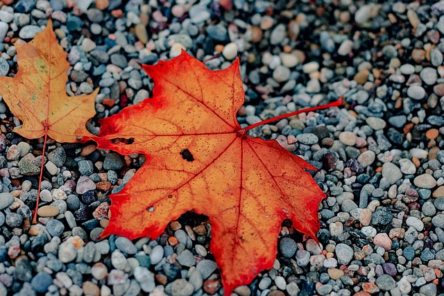 Blad, Herfst, Val, Seizoen, Rood, Oranje