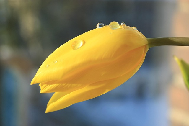 Free Tulips Flower photo and picture